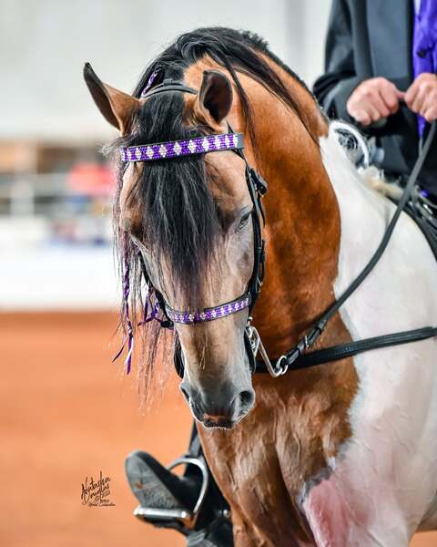Stunning Buckskin Tobiano Stallion For Stud! 