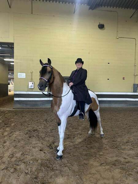 Stunning Buckskin Tobiano Stallion For Stud!