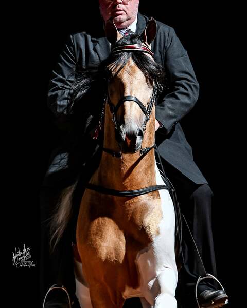 Stunning Buckskin Tobiano Stallion For Stud!
