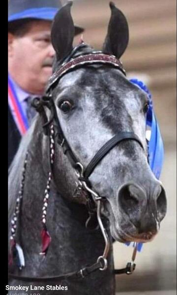 15.2 Flashy Show/Trail Horse