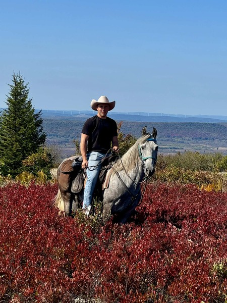 15.2 Flashy Show/Trail Horse 