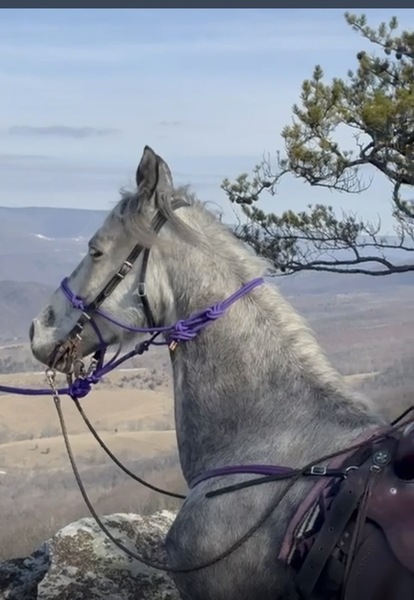15.2 Flashy Show/Trail Horse