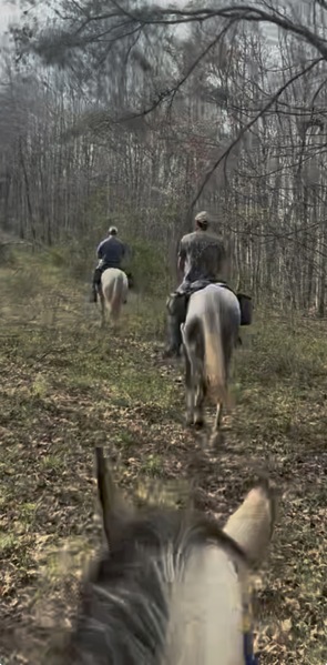 15.2 Flashy Show/Trail Horse