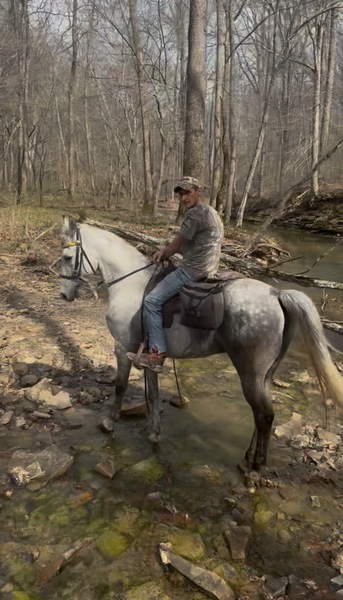 15.2 Flashy Show/Trail Horse