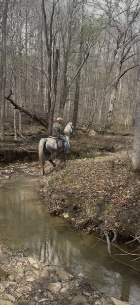 15.2 Flashy Show/Trail Horse