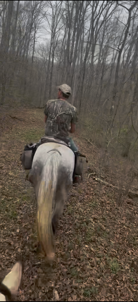 15.2 Flashy Show/Trail Horse