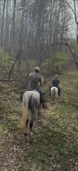 15.2 Flashy Show/Trail Horse