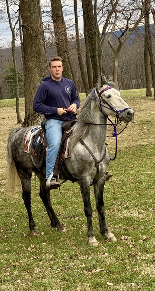 15.2 Flashy Show/Trail Horse