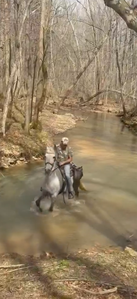 15.2 Flashy Show/Trail Horse