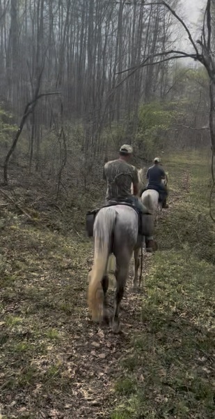 15.2 Flashy Show/Trail Horse