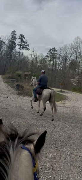15.2 Flashy Show/Trail Horse