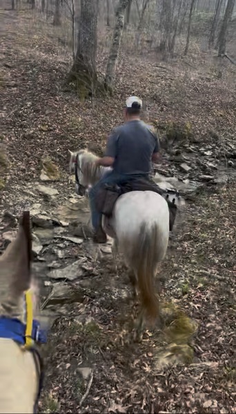 15.2 Flashy Show/Trail Horse