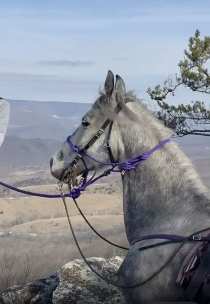 15.2 Flashy Show/Trail Horse