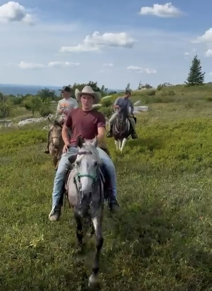 15.2 Flashy Show/Trail Horse