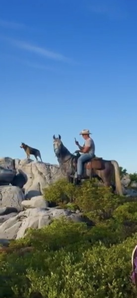 15.2 Flashy Show/Trail Horse