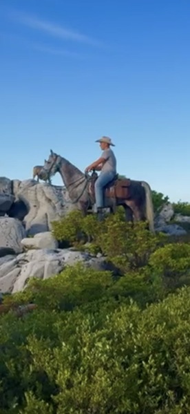15.2 Flashy Show/Trail Horse