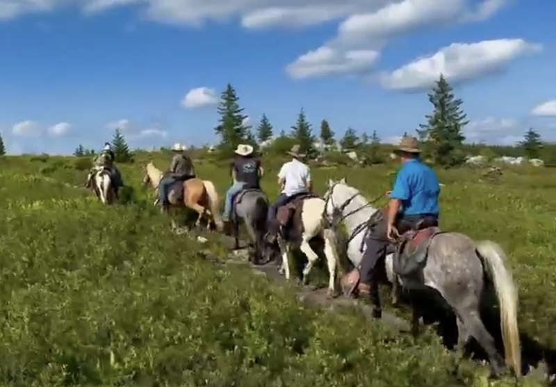 15.2 Flashy Show/Trail Horse