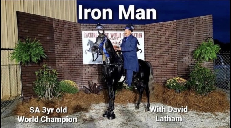 15.2 Flashy Show/Trail Horse