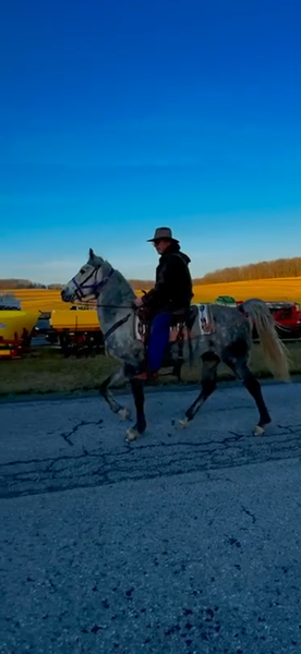 15.2 Flashy Show/Trail Horse