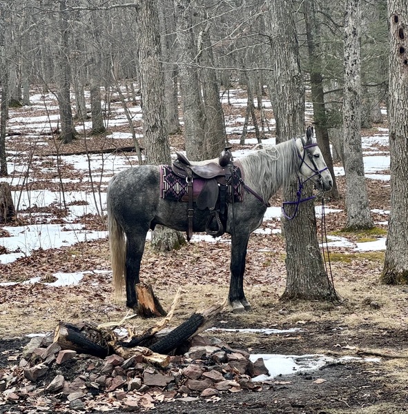 15.2 Flashy Show/Trail Horse