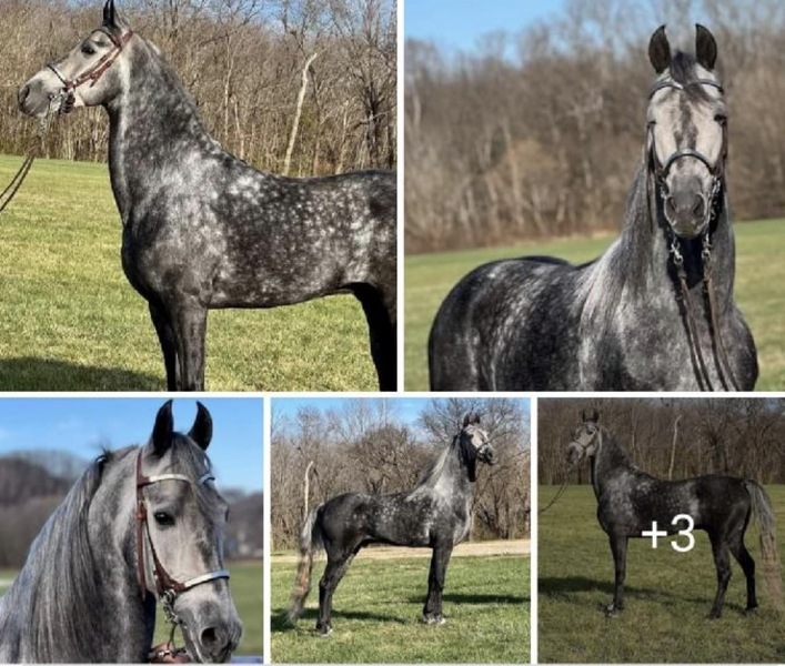 15.2 Flashy Show/Trail Horse