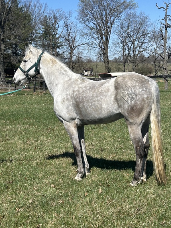 15.2 Flashy Show/Trail Horse
