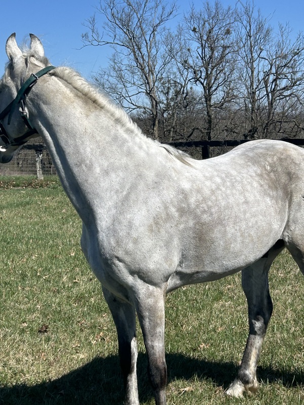 15.2 Flashy Show/Trail Horse