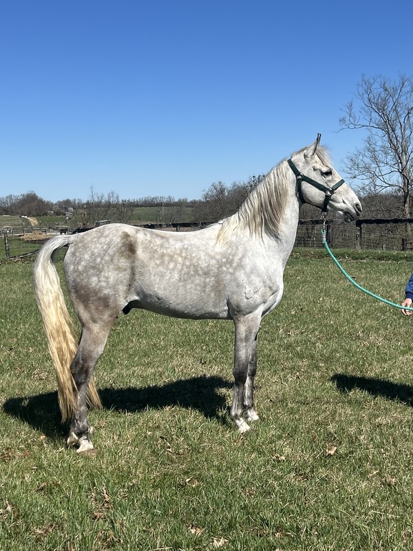 15.2 Flashy Show/Trail Horse