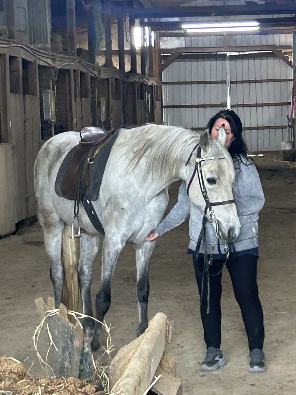 15.2 Flashy Show/Trail Horse