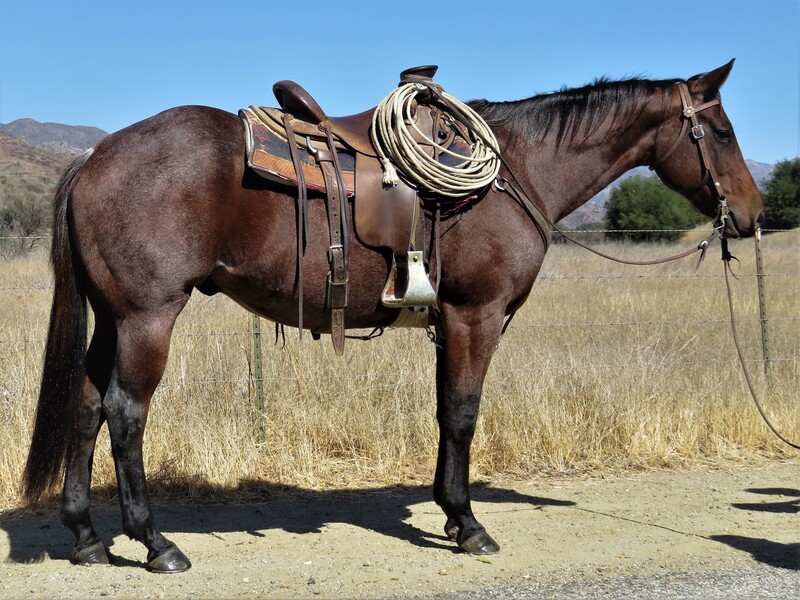 Bay Roan Horses for Sale |