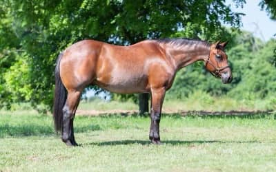 6 YEAR OLD 15.1+ HAND BAY ROAN GELDING