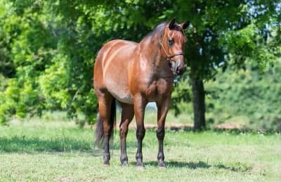 6 YEAR OLD 15.1+ HAND BAY ROAN GELDING