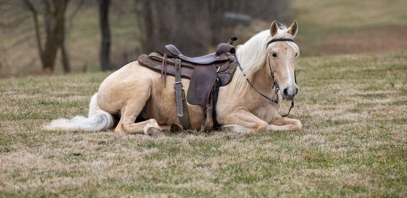 ワンピース Dich Henderson Horse side gather dress American Quarter Horse Gelding 13 years 14,2 hh Roan-Red in