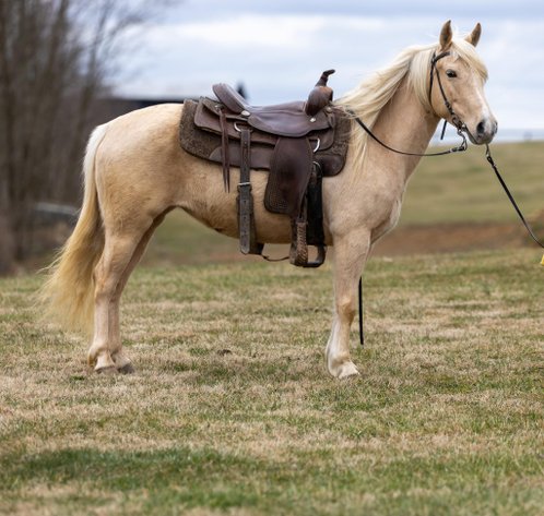 5 YEAR OLD 13 HAND QUARTER PONY CROSS For Sale in Ventura