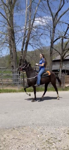 14.3 Hand 2 Year Old Black Filly 