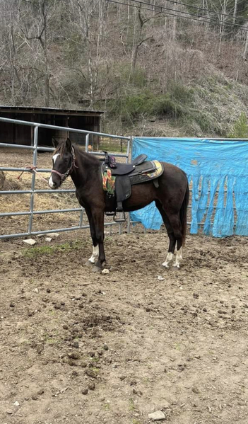 14.3 Hand 2 Year Old Black Filly 