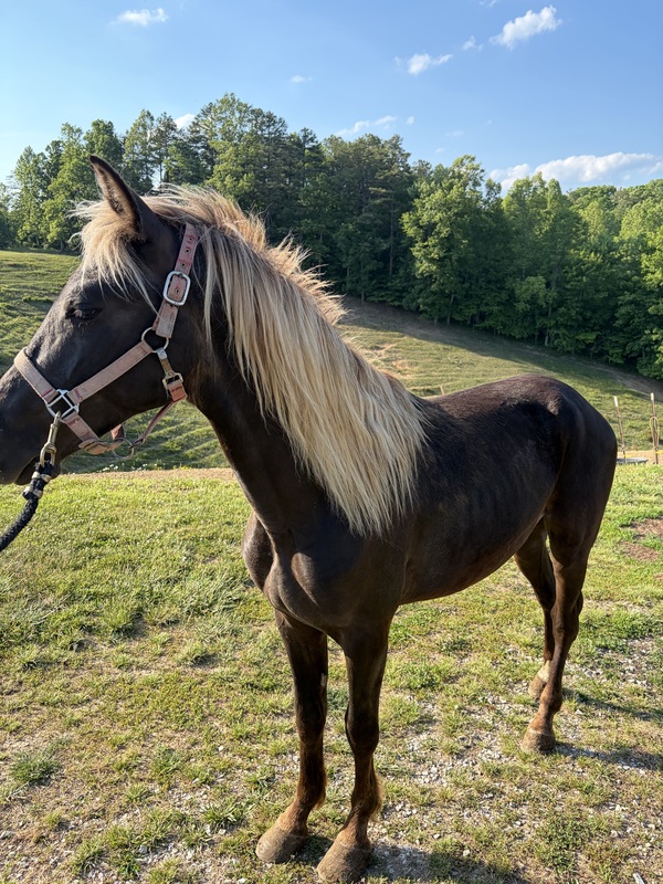 Stunning Chocolate 2 yr Old Colt 