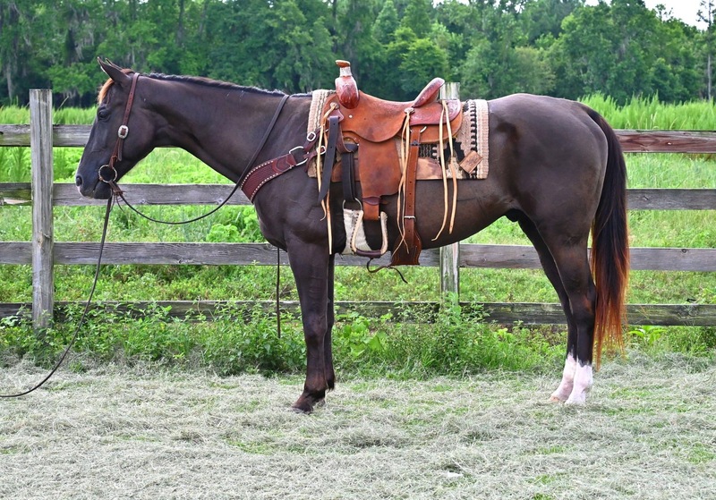 Gentle & Laid Back Black QH Gelding Trail Horse 