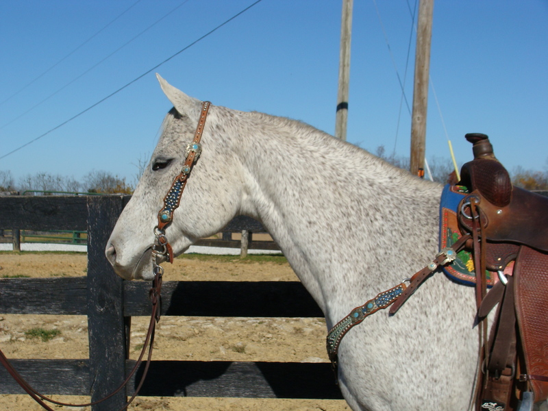 KID BROKE AND BEGINNER SAFE GRAY QUARTER HORSE GELDING, ANYONE CAN RIDE
