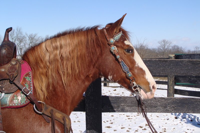 FLASHY SORREL KENTUCKY MOUNTAIN MARE, NATURALLY GAITED, SUPER SMOOTH