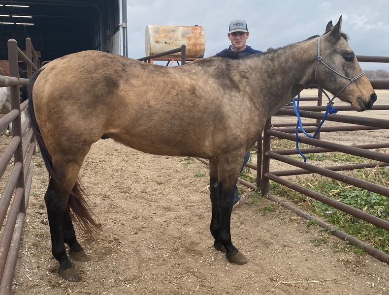 5041 Buckskin Gelding Needs Some TLC APPROX 1718YO For Sale in Goodhue