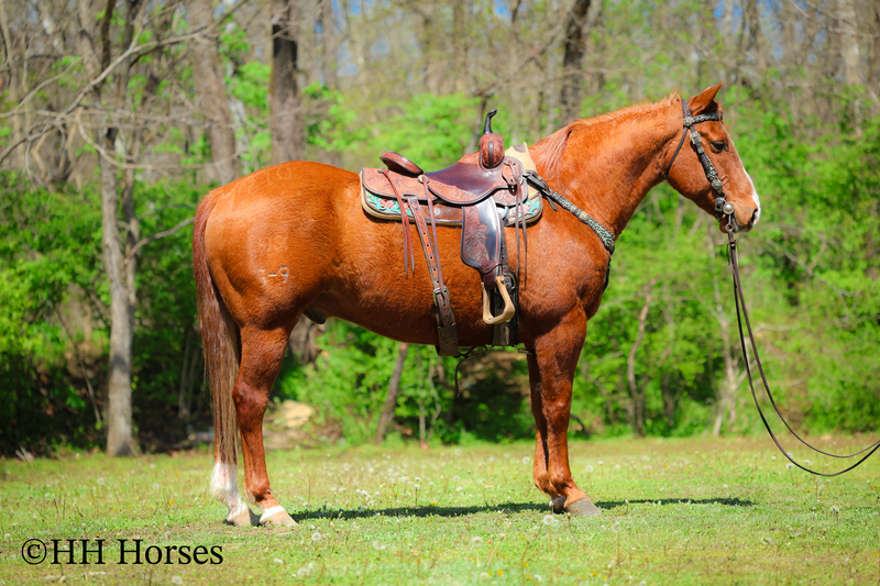 FINISHED, SEASONED, SOLID, EXPERIENCED SORREL RANCH GELDING, ROPES, WORKS CATTLE, SORT, PEN