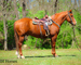 FINISHED, SEASONED, SOLID, EXPERIENCED SORREL RANCH GELDING, ROPES, WORKS CATTLE, SORT, PEN
