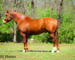 FINISHED, SEASONED, SOLID, EXPERIENCED SORREL RANCH GELDING, ROPES, WORKS CATTLE, SORT, PEN