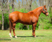 FINISHED, SEASONED, SOLID, EXPERIENCED SORREL RANCH GELDING, ROPES, WORKS CATTLE, SORT, PEN