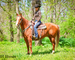 FINISHED, SEASONED, SOLID, EXPERIENCED SORREL RANCH GELDING, ROPES, WORKS CATTLE, SORT, PEN