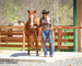 FINISHED, SEASONED, SOLID, EXPERIENCED SORREL RANCH GELDING, ROPES, WORKS CATTLE, SORT, PEN