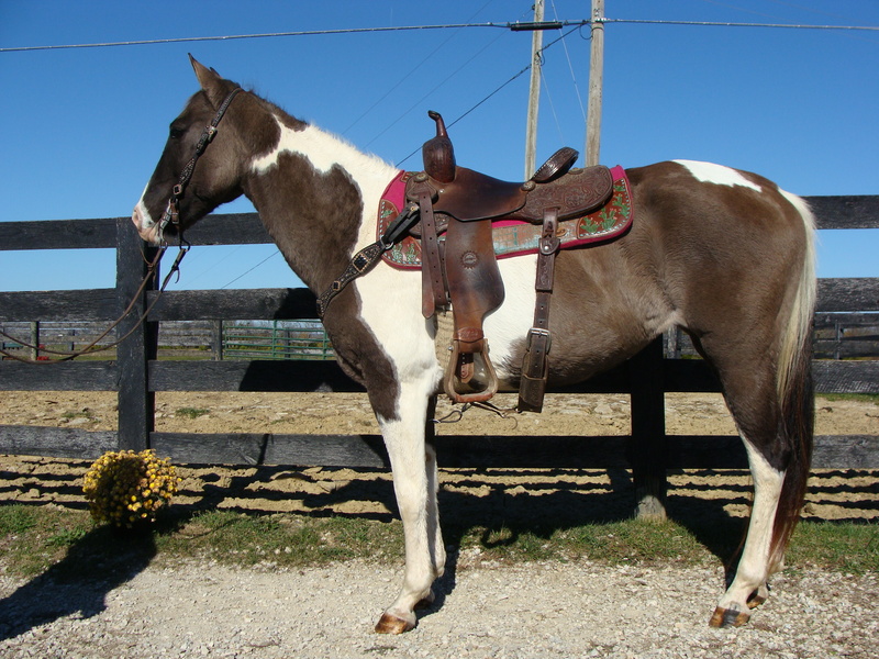 UNIQUE GRULLA & WHITE TOBIANO PAINT MARE, ANYONE CAN RIDE, SAFE AND