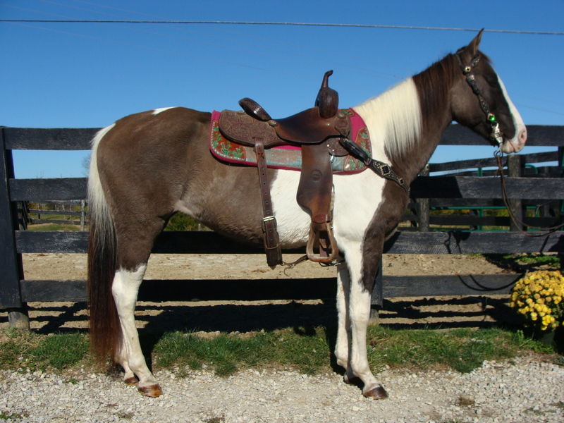 UNIQUE GRULLA & WHITE TOBIANO PAINT MARE, ANYONE CAN RIDE, SAFE AND