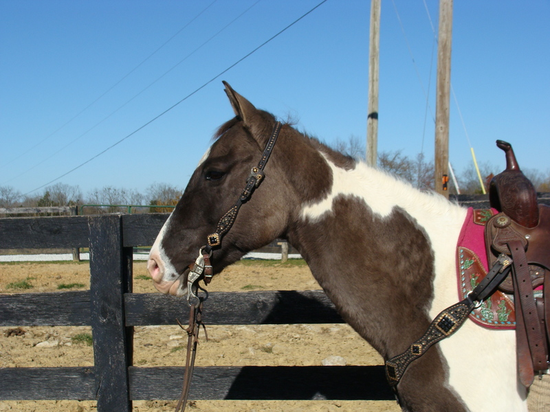 UNIQUE GRULLA & WHITE TOBIANO PAINT MARE, ANYONE CAN RIDE, SAFE AND